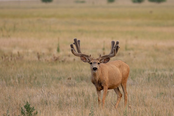 Mule deer Buck in Velvet in Summer