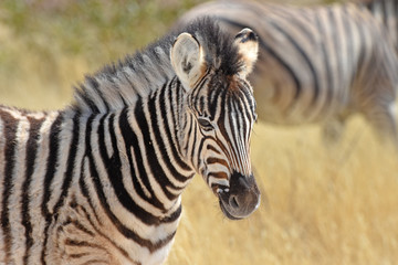 Zebrafohlen (Equus quagga) im Etosha Nationalpark in Namibia