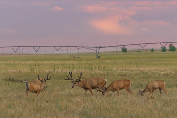 Mule deer Buck in Velvet in Summer