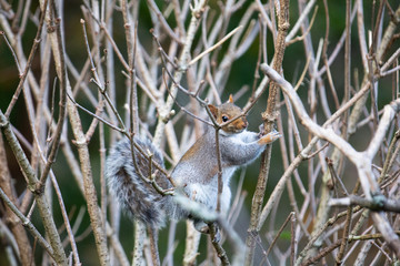 squirrel on a branch
