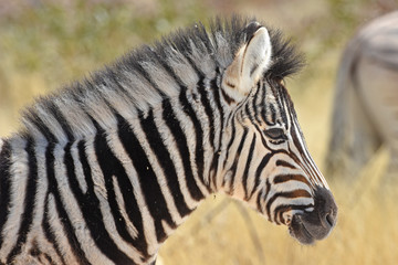 Zebrafohlen (Equus quagga) im Etosha Nationalpark in Namibia