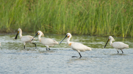 Spoonbill / Platalea leucorodia