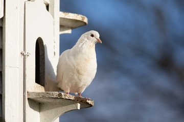 Dove