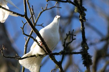 Dove on a branch