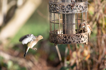 Naklejka premium sparrow on a feeder