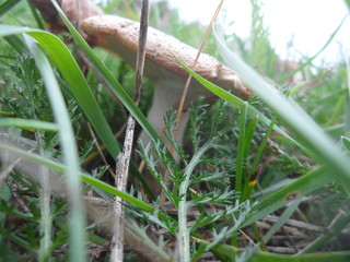 grass in the forest