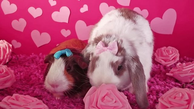 Valentine s day cute animals animal pets pet, lop rabbit guinea pig