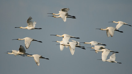 Spoonbill / Platalea leucorodia
