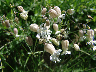 Silene rigonfia (Silene vulgaris)
