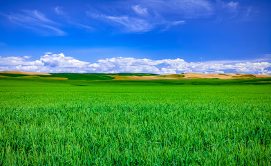 Fototapeta na wymiar crop field with clouds and sky