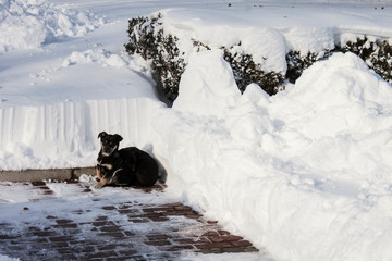 discarded dogs on the street