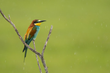 European Bee-eater on a branch  / Merops apiaster