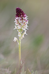 Burnt orchid aka burnt-tip orchid (Neotinea ustulata) in bloom in meadow habitat.