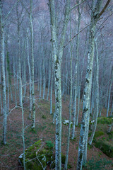 Naklejka premium bosco invernale