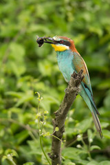 European Bee-eater on a branch  / Merops apiaster