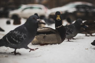 birds on a winter day waiting to be fed