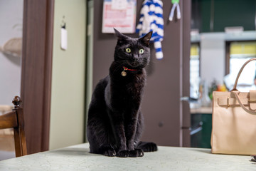 黒猫