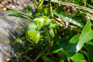 Gr&uuml;ne Raupe Schmetterling