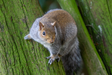 grey squirrel on tree in park