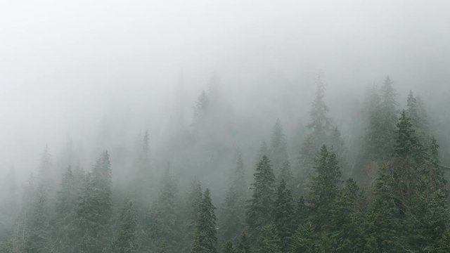 Heavy snow  fall over a foggy coniferous forest in the mountains. 4k aerial view