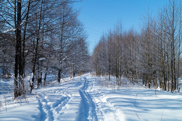 Track left by skis in beautiful wood in winter