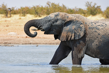 Afrikanischer Elefant (loxodonta africana) am Wasserloch Okawao im Etosha Nationalpark in Namibia