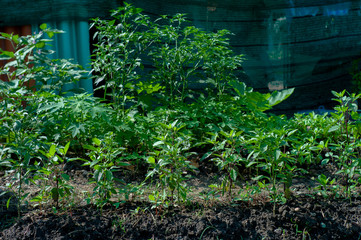 Closeup organic basil tree growing at the backyard of house. Chemical free vegetable plantation in the backyard.