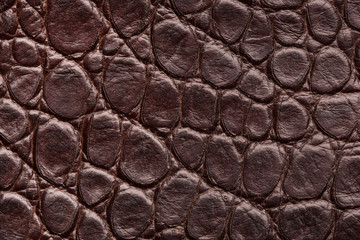 Naklejka premium Crocodile skin. A fragment of crocodile skin. 