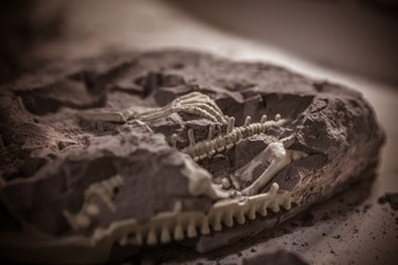 Dinosaur fossils, Jurassic era, Paleontological excavations