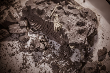 Dinosaur fossils, Jurassic era, Paleontological excavations
