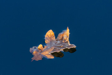 oak leave floating on water