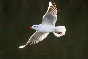 seagull soaring over hartsholme lake