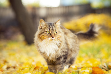 portrait of a beautiful fluffy cat lying on the fallen yellow foliage, playful pet walking on...