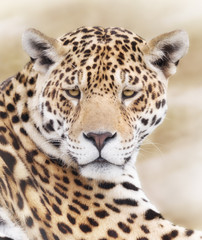 Portrait of powerful leopard focusing on target