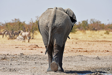 Afrikanischer Elefant (loxodonta africana) am Wasserloch Okawao im Etosha Nationalpark in Namibia