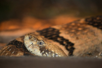 Snake closseup