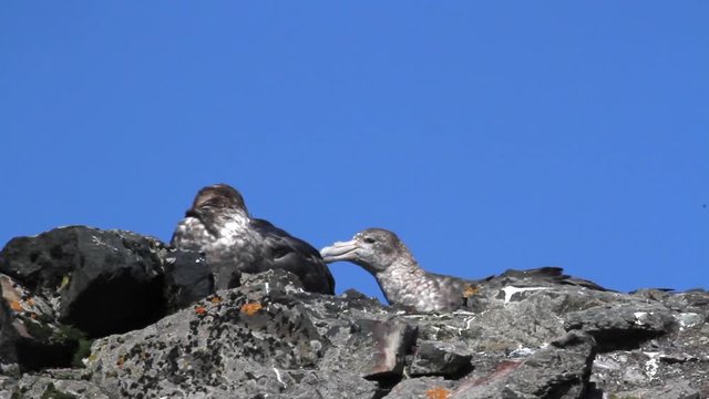 Giant Petrel Giant Petrel on the rocks of Antarctica