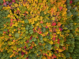 Aerial view from above on the colorful trees during fall season. Taken near Belledune, New Brunswick, Canada.