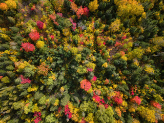 Aerial view from above on the colorful trees during fall season. Taken near Pointe-à-la-Croix, Quebec, Canada.