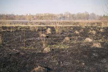 Scorched old dry grass in the field. Fire danger