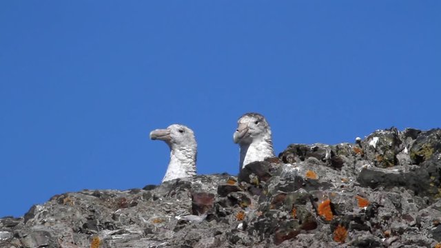 Giant Petrel Giant Petrel on the rocks of Antarctica