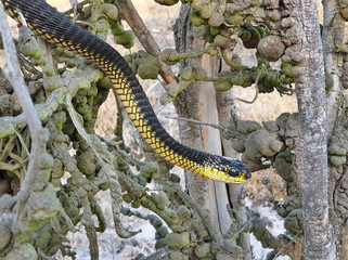 Boomslang (Dispholidus typus)