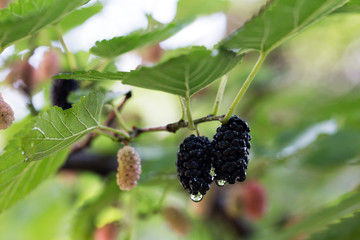 Ripe and green mulberry on a branch, wet berry with drops of water after rain. Close-up view