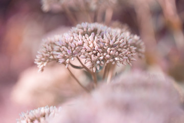 Beautiful decorative garden Sedum Flowers or stonecrop ( lat. sedum spectabile) blossoming at autumn.