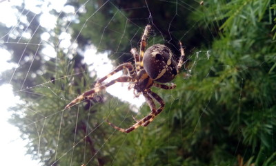 spider