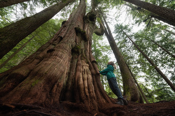 Adventurous Caucasian Girl standing by the Big Cedar Tree in the forest during a foggy day. Taken in Mt Fromme, North Vancouver, British Columbia, Canada.