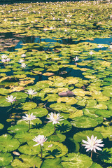 Lotus field on the East of Bali island, Candidasa, Indonesia.