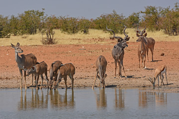 Fototapeta na wymiar Kudus (Tragelaphus strepsicerus) am Wasserloch Okawao im Etosha Nationalpark in Namibia