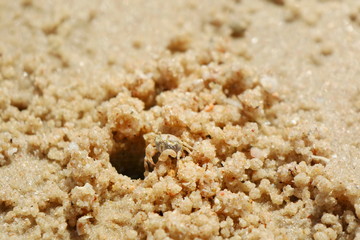 Ghost crab, build a House on the beach. Ghost Crab habitat on sand. Animal concept.