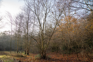 Obraz na płótnie Canvas Birches in Winter